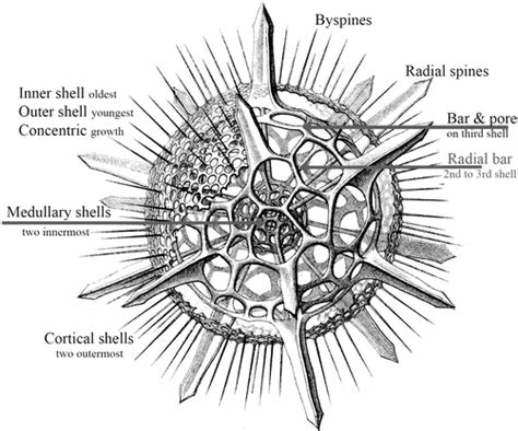 labelled diagram of radiolaria 